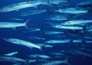 茨城県つくば市のビジネスホテル「東横INN研究学園駅前」の魅力と詳細情報