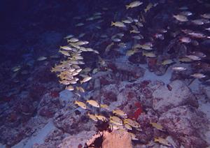 東横イン町田駅小田急線東口の魅力と詳細情報：快適な滞在を提供するビジネスホテルの紹介
