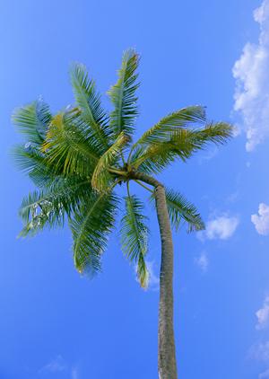 広島駅近くのビジネスホテル：東横INN広島駅前大橋南の魅力と詳しい情報
